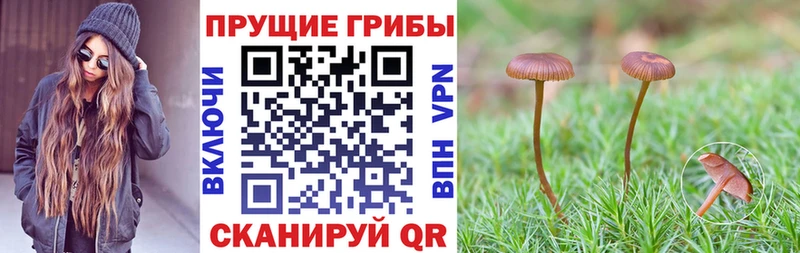 ОМГ ОМГ ONION  Алексин  Псилоцибиновые грибы мицелий 